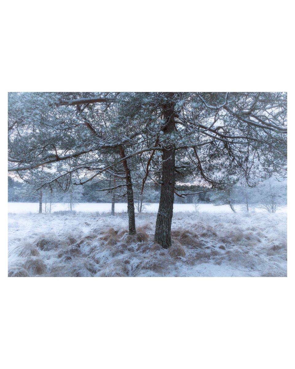 Osteost1's tweet photo. Shot this little forest scene a couple of weeks ago, and processed the image yesterday. Such a calm scene, there’s something about it. https://t.co/w1EYvorLnw