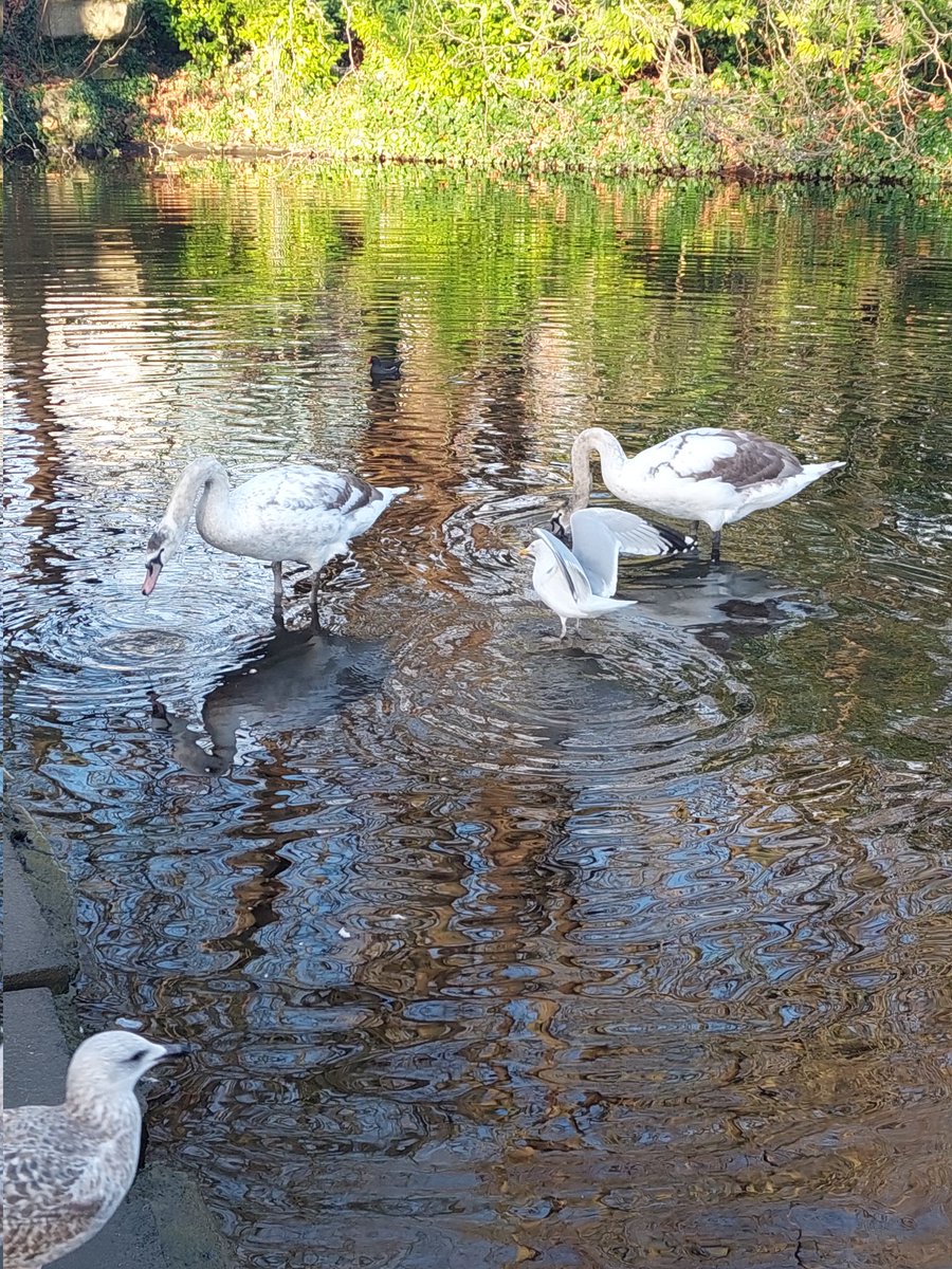 #100daysofwalking 🚶‍♀️ #StStephensGreen #DublinCanBeHeaven #10kstepsaday 👣 @NTBreakfast