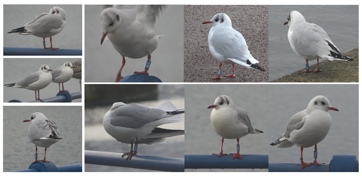 A successful hour reading colour rings in #Southport - most ringed there in the last two winters (one just the day before I saw it!), the oldest ringed in 2013. Breeding sightings are sparse but locations include @WWTMartinMere and Helsinki! https://t.co/IN8LulFGAn