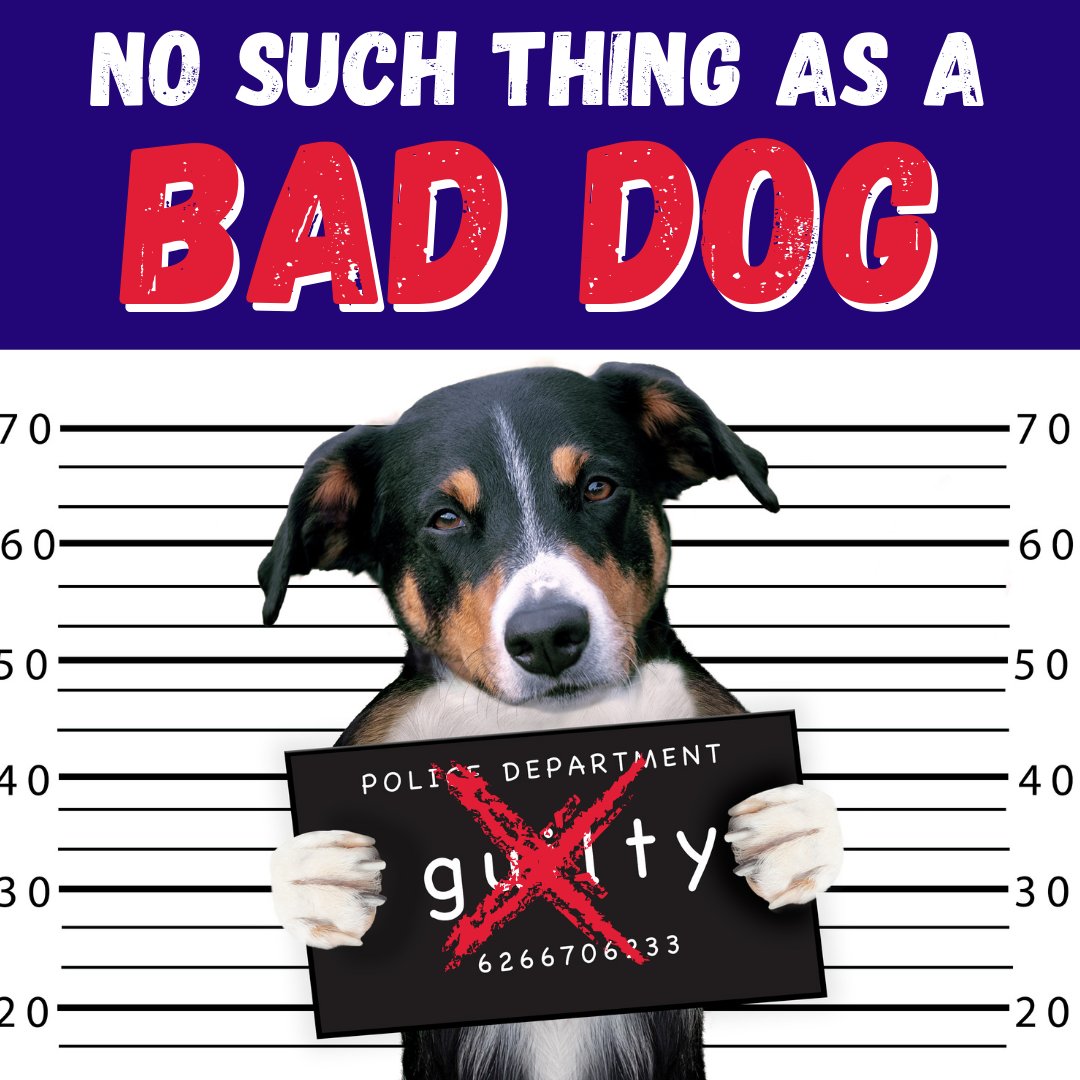 great_paws's tweet photo. 😣 no such thing as a bad dog! 👎

dogs are super clever and brilliant at being a dog. They are also experts in doing what works for them and feels good… so to address “bad” behaviour - we need to teach behaviours that not only work for us, but work for the dog too! https://t.co/Mw7owoW07F