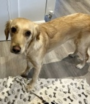 millypod1's tweet photo. 🆘10 JAN 2022 NALA #Lost #ScanMe #Tagged
Golden Retriever Female (Spayed)
Watford General Hospital #Watford #Hertfordshire #WD18 
SIGHTINGS PLZ ☎️07806375862/07538249477
https://t.co/Qh6UzLz5MY

https://t.co/mXpAmzkZfk https://t.co/qrz2aJdEZv