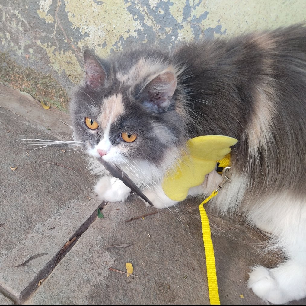 rsnblextremist's tweet photo. @memesiwish She caught a feather. Big hunt. Success. https://t.co/MTjgKPcxoA