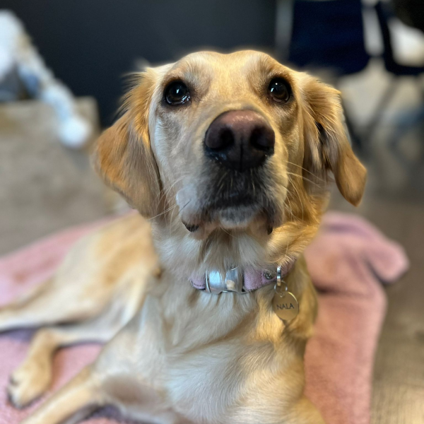 millypod1's tweet photo. 🆘10 JAN 2022 NALA #Lost #ScanMe #Tagged
Golden Retriever Female (Spayed)
Watford General Hospital #Watford #Hertfordshire #WD18 
SIGHTINGS PLZ ☎️07806375862/07538249477
https://t.co/Qh6UzLz5MY

https://t.co/mXpAmzkZfk https://t.co/qrz2aJdEZv