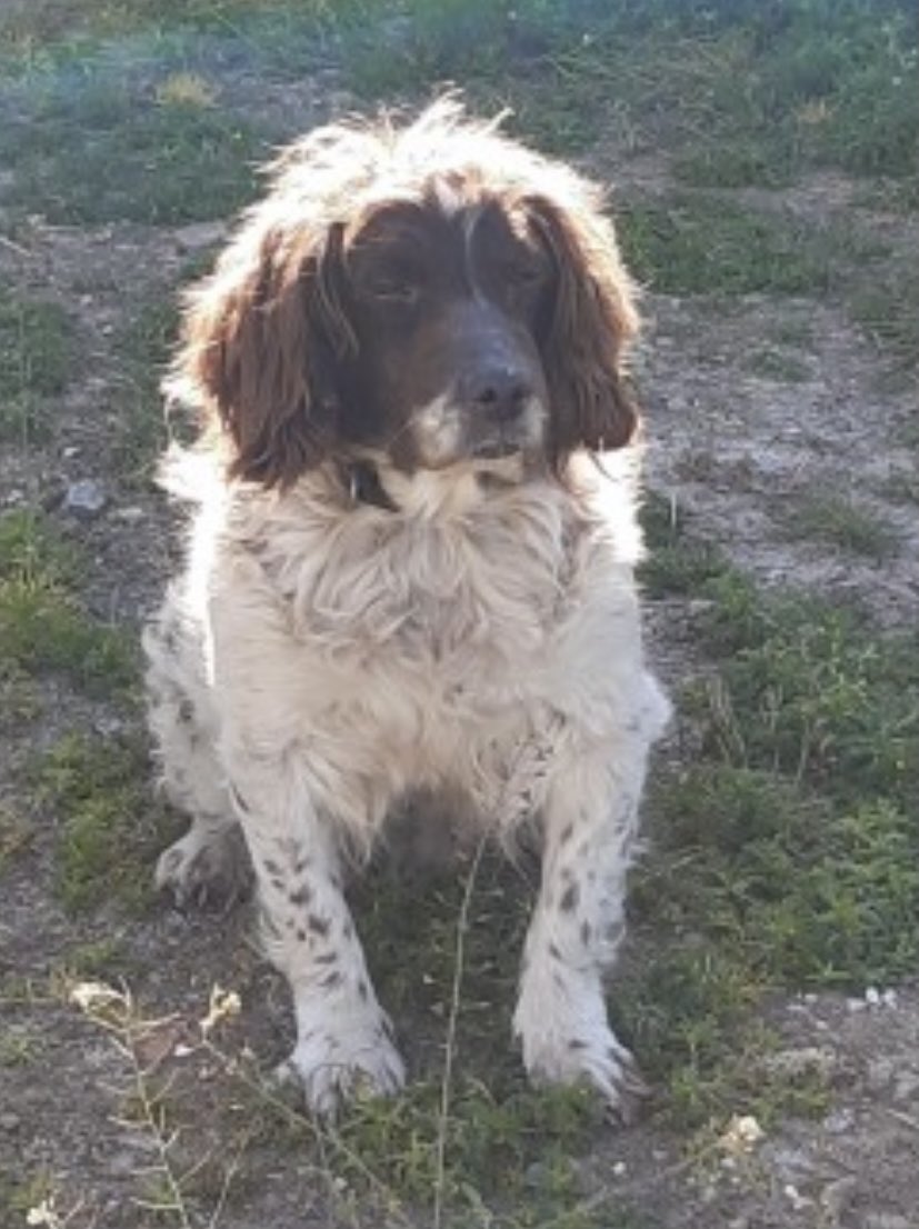 rosieDoc2's tweet photo. #SpanielHour 
4 #Spaniels STOLEN #Wales 

HUNTER 28/7/20 FROM HOME #NP18 
https://t.co/GyTEY1wXVz
POPPY 19/8/21 from kennels #SY10 
https://t.co/gSW2QW3QbU
CADI 10/6/20 FROM FARM #LL62 
https://t.co/QyA7quvuyL
TIA 25/11/18 KENNELS #SA35 
https://t.co/dWzmO5k49g https://t.co/OvFscISMqH