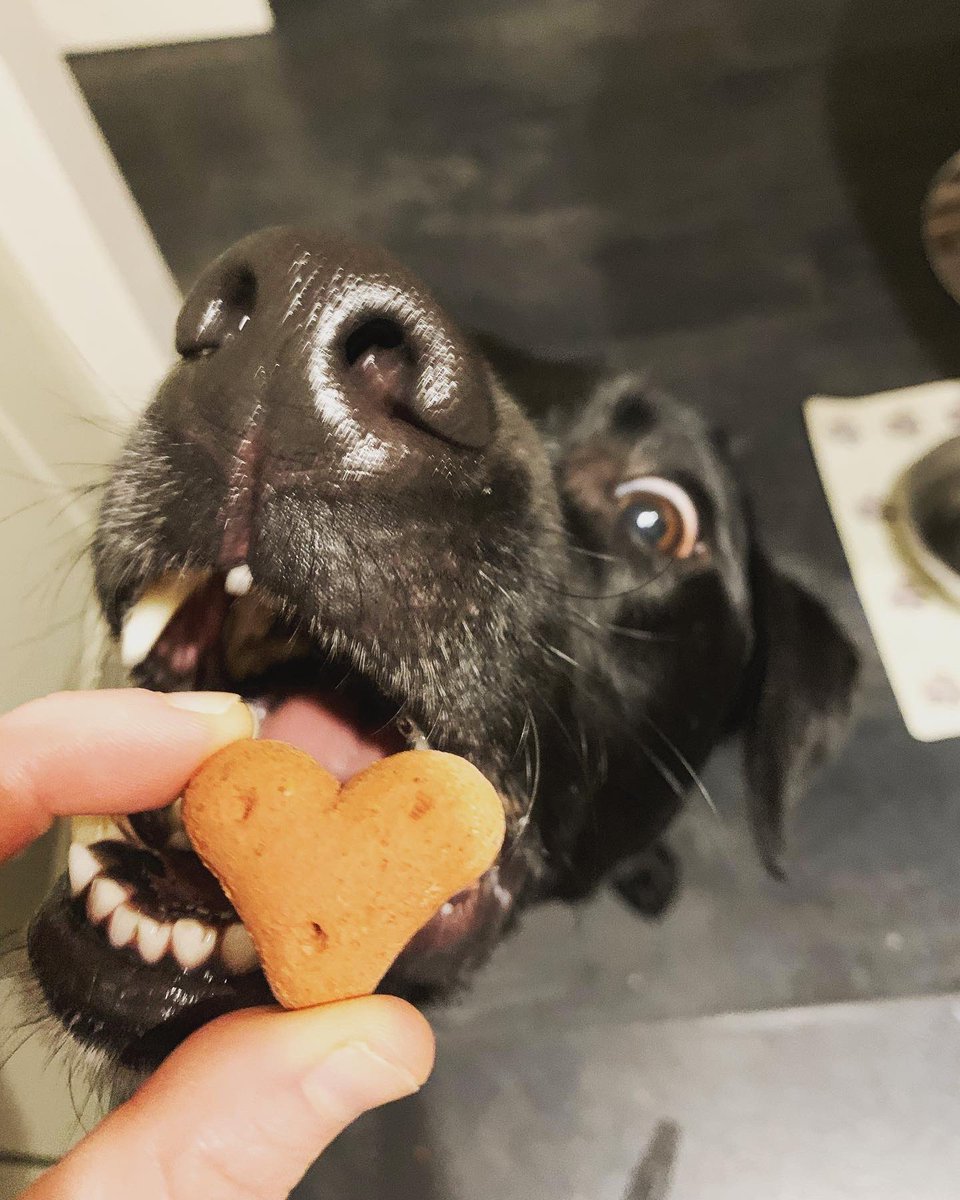 bowow_jack's tweet photo. A love story in three parts #dogsoftwitter #labrador #labradorsoftwitter #hungrylabrador #alwayshungry @dog_rates https://t.co/t6gIeVsw9y