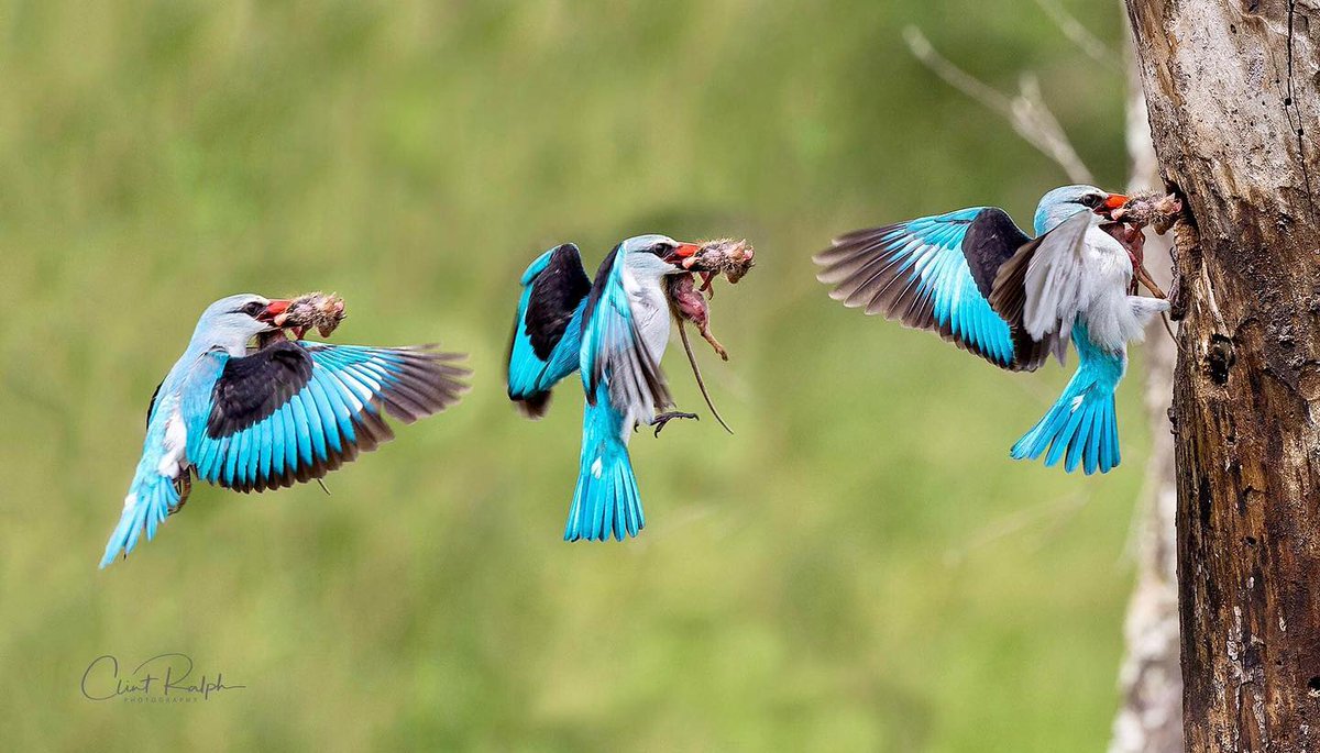 EndangeredMints's tweet photo. A Woodland kingfisher brings a tasty mouse it caught back to it's home for lunch.🐭🪤
#NFTs #CNFTs $ADA $ETH #WildlifePhotography #Conservation https://t.co/Tqb0K5sXs3