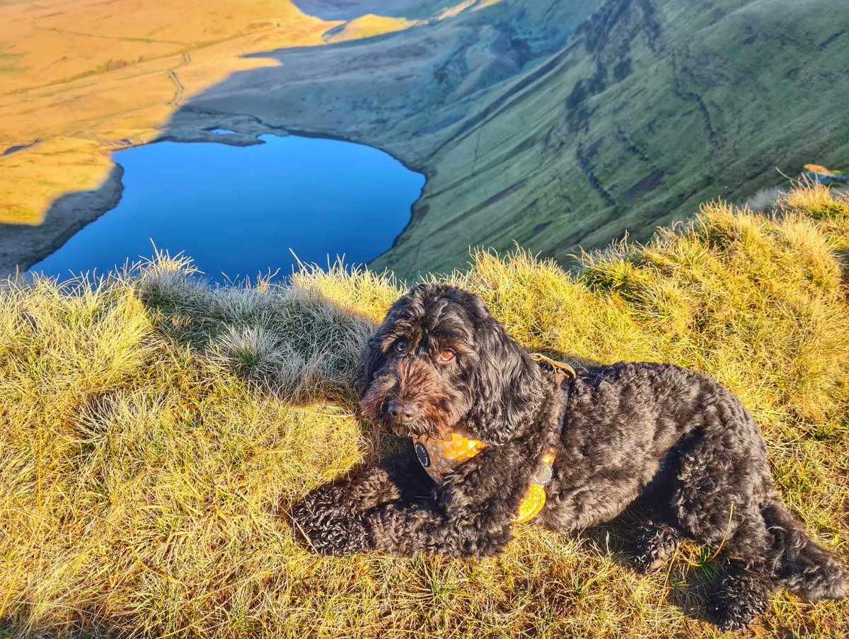 welshmummabear's tweet photo. Had the best day up in the mountains today 👍🏴🌞👌🥰 12km hike with views to die for at every turn. Absolutely perfect weather conditions and lovely people to chat to along the way 🤗🤗 #wales #llynyfanfach #breconbeacons #godsowncountry #viewstodiefor #stunning https://t.co/JIQPr3eJfA