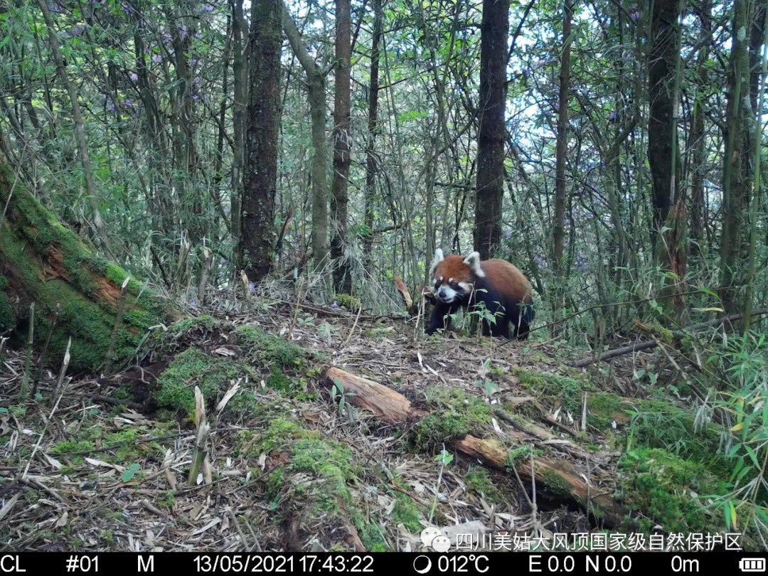 pandas_fr's tweet photo. 🐼 Le 7 février 2021, un #panda sauvage a été photographié par un appareil infrarouge automatique dans la réserve naturelle de #Meigu #Dafengding (province chinoise du #Sichuan). Le 13 mai 2021, c’était un panda roux. @Amazingsichuan
https://t.co/QYVgSCHpvu https://t.co/hRcUqbvYiT