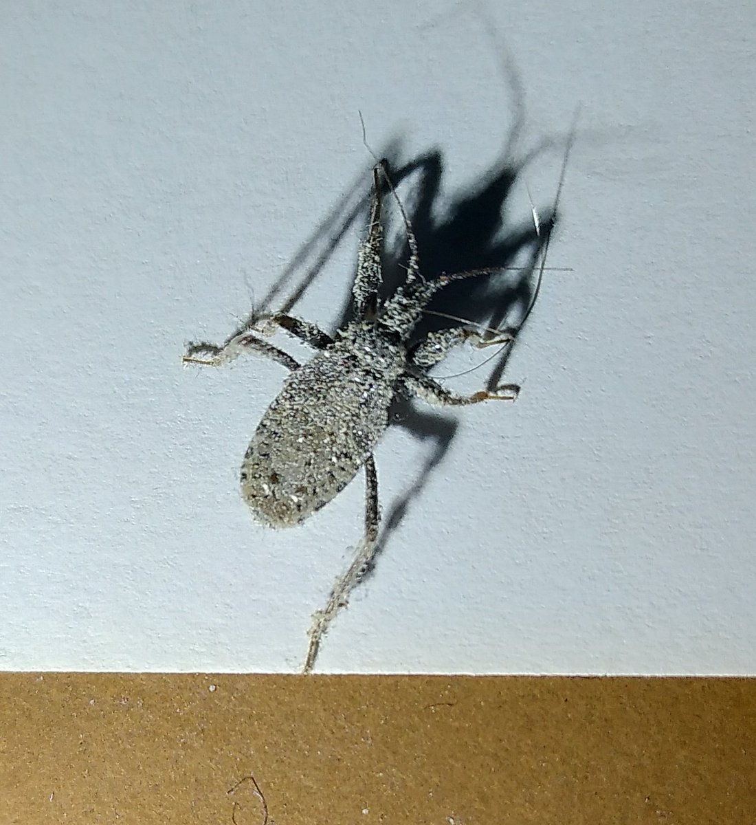 NaturePMB's tweet photo. @CrawliesWithCri @wizentrop @Ibycter @Bertonemyia Pretty sure (?) this is a more mature stage nymph - Reduve Masqué here in France. Complete with embarrassing household mess.
Explains why we've had no flour mites in the kitchen this year. https://t.co/UAtbXbxTgA