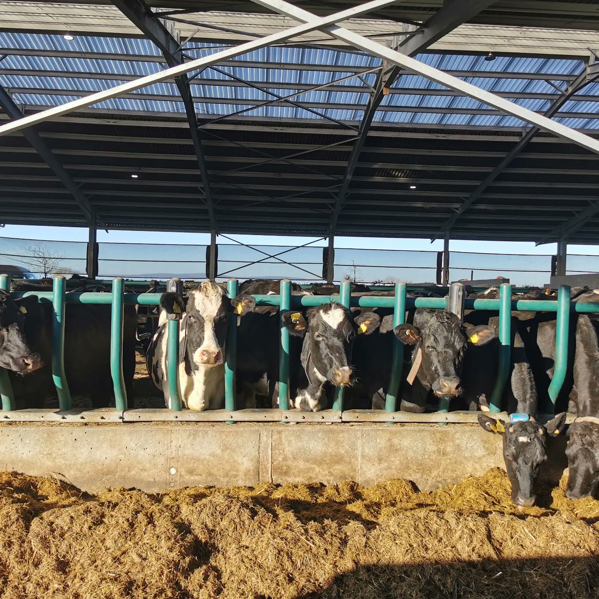 michaeldowney6's tweet photo. Was ideal morning for laying out this 4 robot @FullwoodPackoIE farm for #abcgrazing. The first farm walk of 2022. Entire farm,walked, planned out in advance and then layed out with the farmer and digger man showing exact locations of roads, paths, paddock entrances, water points https://t.co/ss9Kh190me