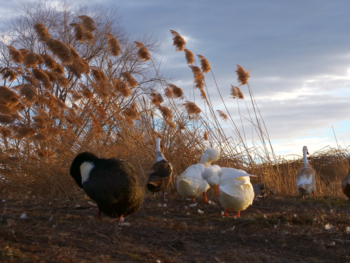 These ducks are going to be hungry, after they finish grooming. Retweet and I'll send them a snack. I post your name and a thank you in the Twitch chat at: twitch.tv/dashducks