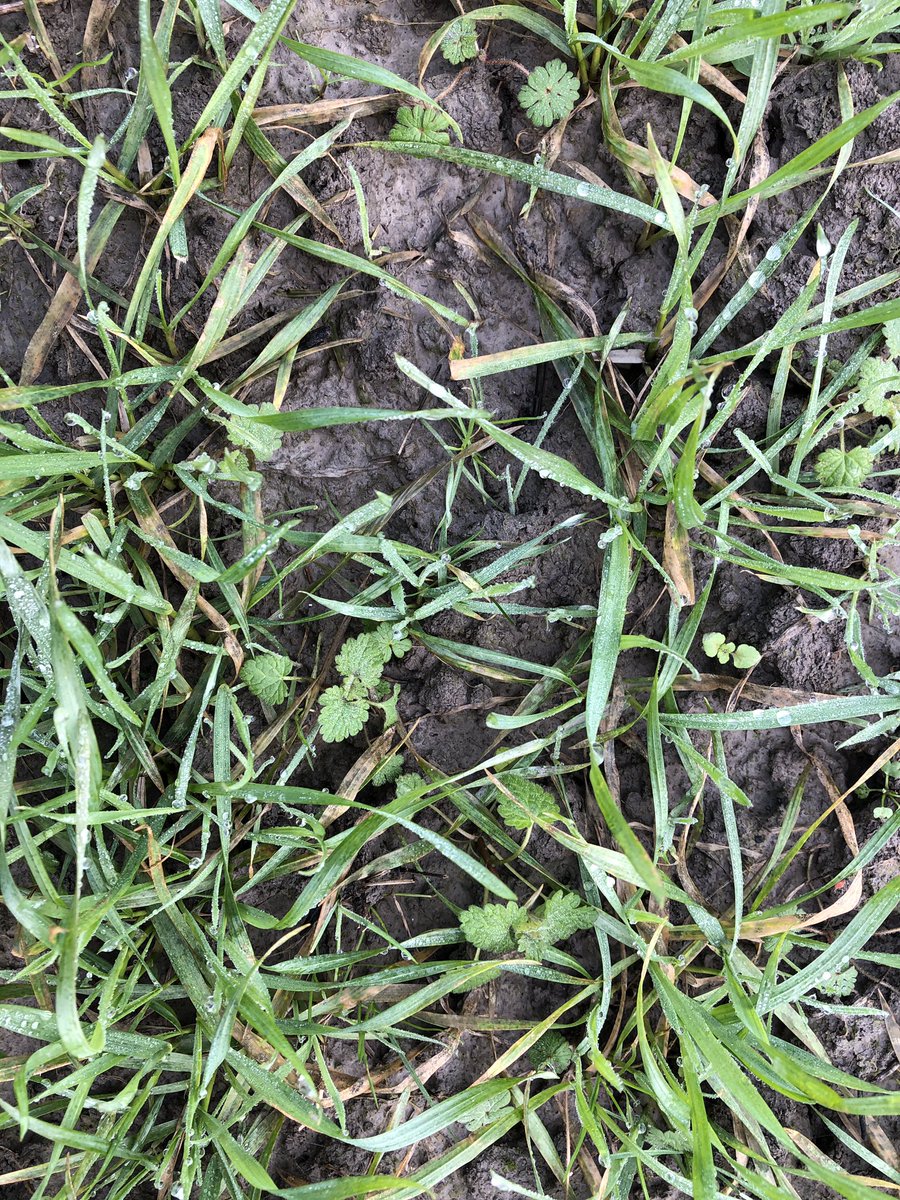 SUwland's tweet image. Eerste #proef van 2022 bekeken! Even niet achter het scherm en lekker naar #buiten. Wel erg nat in het noorden! Najaarsherbiciden hebben goed gewerkt. #Herold #onkruid #duist #goedbegin #oogst2022 @BayerCropNL #teambayerbenelux #food #wheat #agriculture