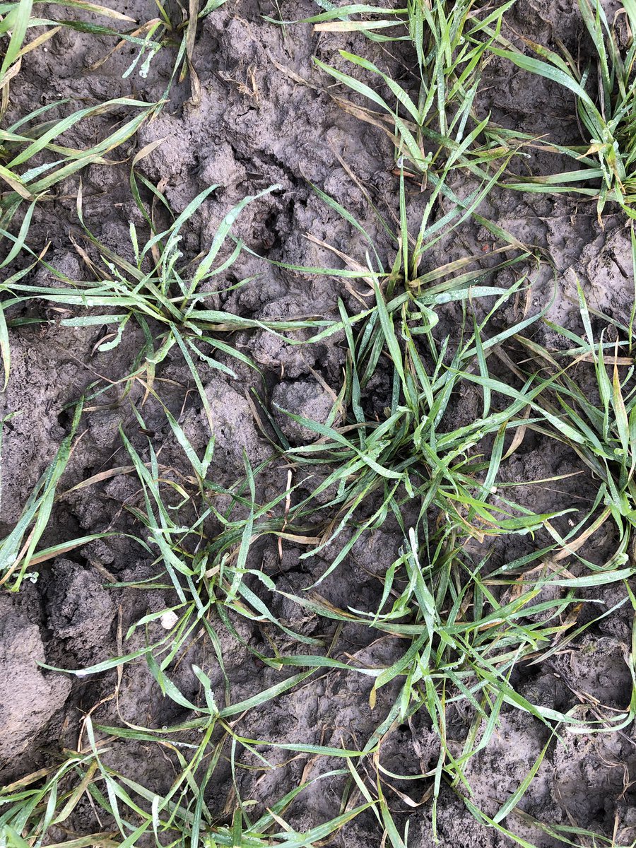 SUwland's tweet image. Eerste #proef van 2022 bekeken! Even niet achter het scherm en lekker naar #buiten. Wel erg nat in het noorden! Najaarsherbiciden hebben goed gewerkt. #Herold #onkruid #duist #goedbegin #oogst2022 @BayerCropNL #teambayerbenelux #food #wheat #agriculture