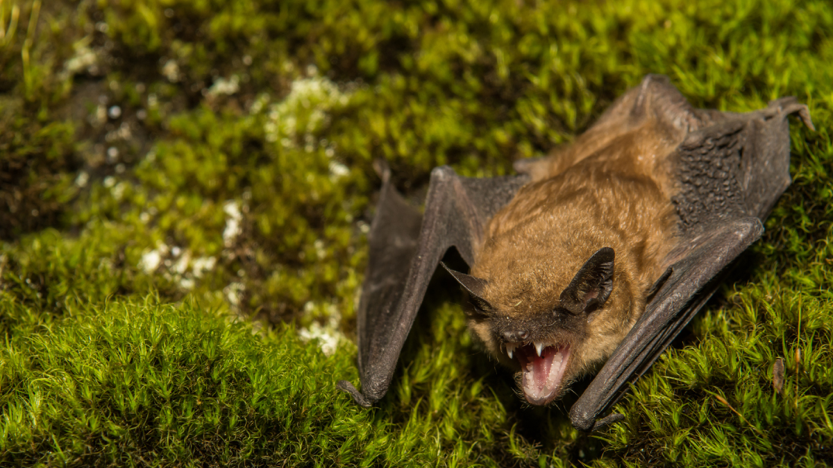 CDCMMWR's tweet photo. Bats are the leading cause of human rabies deaths in the US. Prevent rabies – avoid contact with bats. If exposed to a bat, have it safely captured &amp; tested by local animal control or public health authorities, then talk to a healthcare provider: https://t.co/YwiE3iP9GQ https://t.co/Ia32rmyVZC