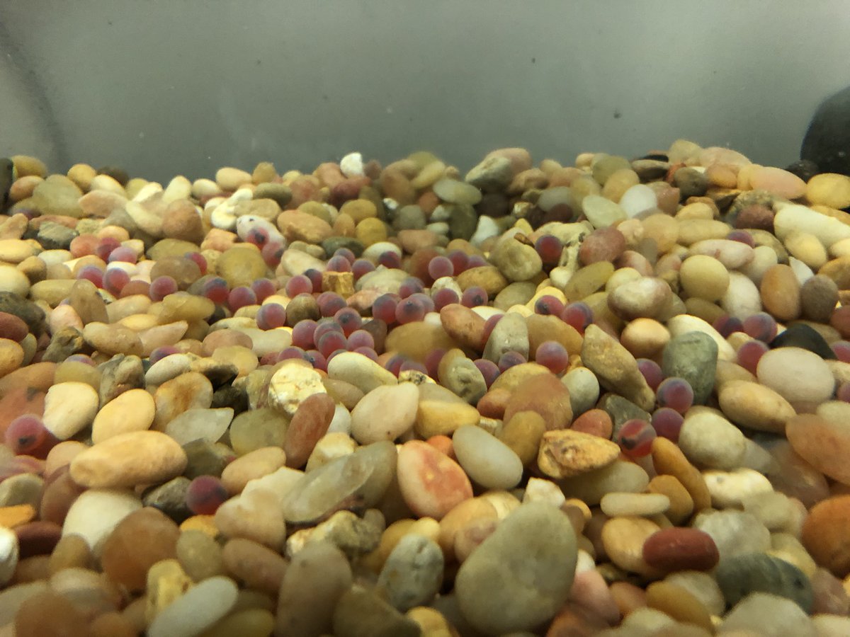 Salmon eggs in Brookside’s tank! If you look closely, you can see eyes forming. I heard a tail poked out of one already. 😁 Thank you Mrs. Phipps (1st) and Ms. D. (paraeducator with many hats) for getting this together and continue this tradition for our kids.