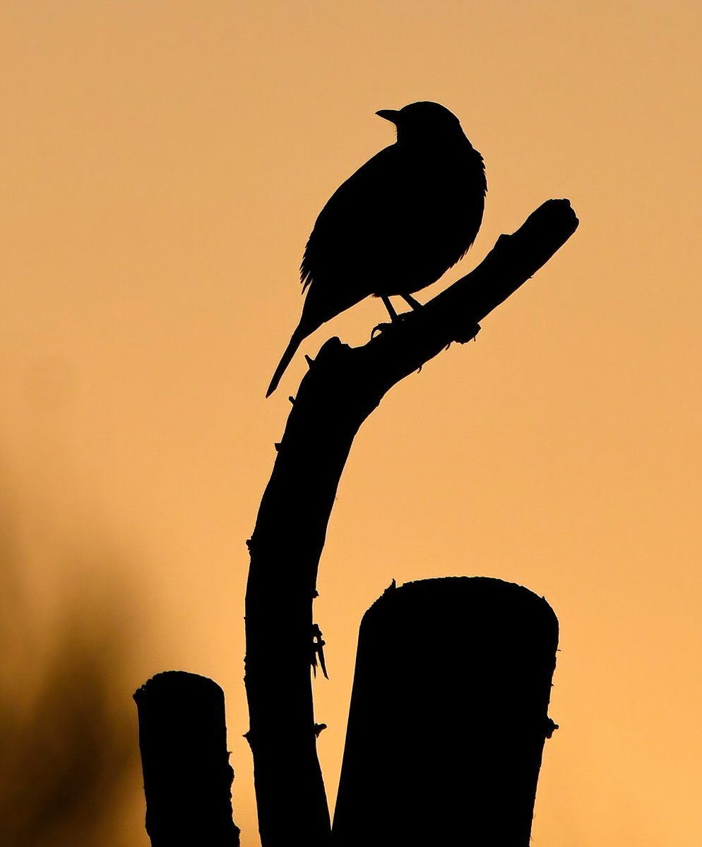 Blackbird sunset. 😊
 Taken this evening in my Somerset village.
#TwitterNatureCommunity 🐦