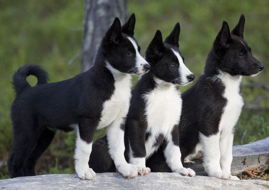 JLS_Longview's tweet image. Woof Wednesday! 🐶

This week: Karelian Bear Dog

The Karelian bear dog trains and works under experienced hunters and therefore becomes a sharp animal who can communicate the scene to its owner.