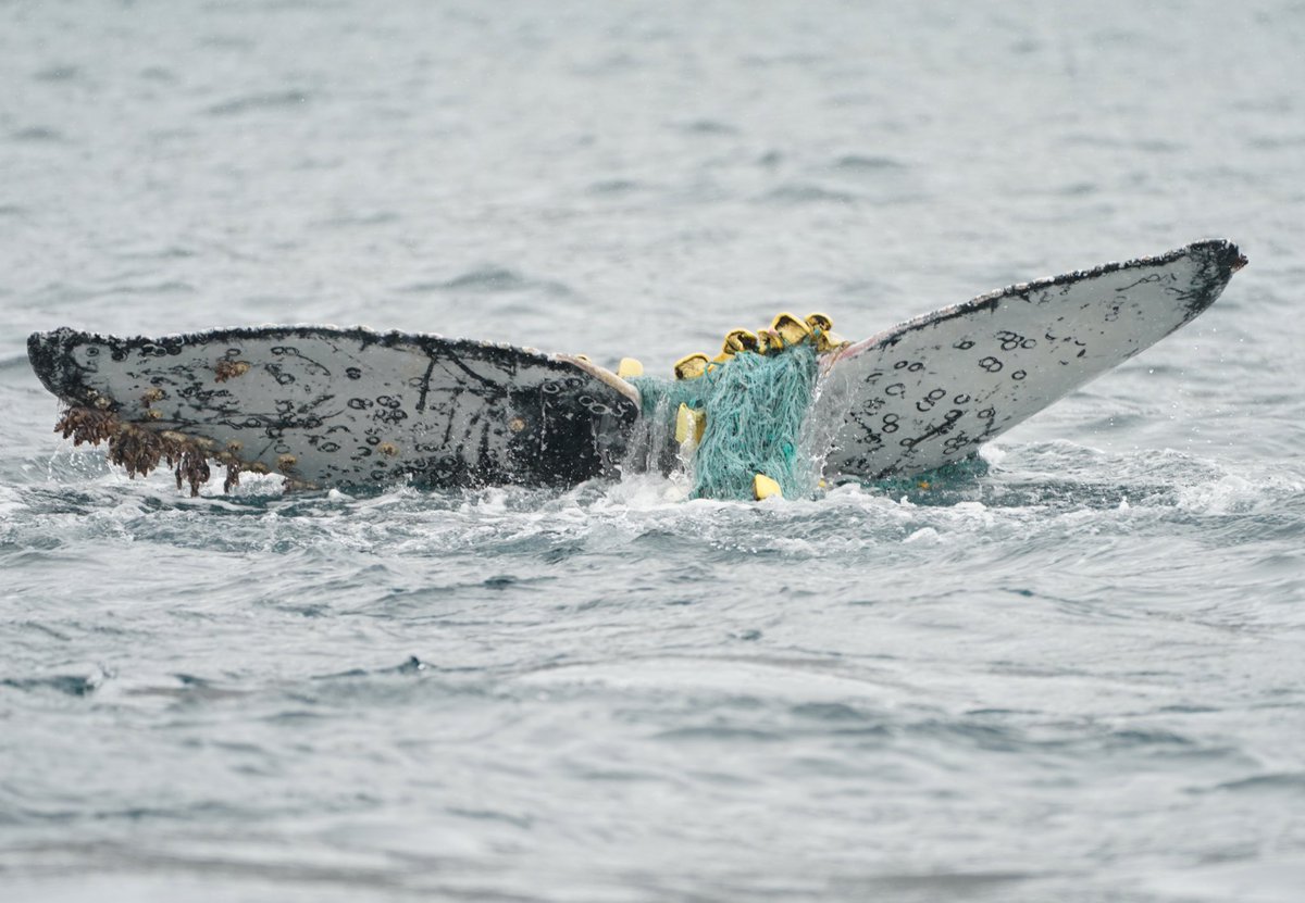 Antarctica is my favorite place in the world and I am happy to be able to work here. Today I encountered a juvenile #humpback entangled in fishing gear. Encounters like this emphasize the need for active #conservation. #climatechange  <a href="/CAOceanAlliance/">CA Ocean Alliance</a>