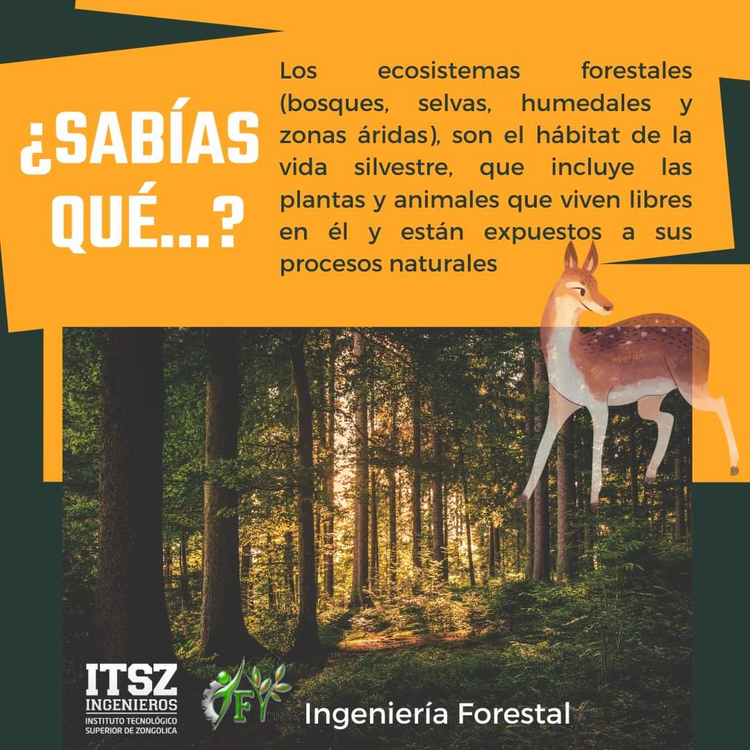 TECNM Campus Zongolica (@somositsz) on Twitter photo INGENIERÍA FORESTAL
📲 WhatsApp: bit.ly/3K1OD5R
📞 Tel: 278 688 0820
🌐 Sitio Web: bit.ly/33iZw2u
✉ Mail: difusion@zongolica.tecnm.mx
#ITSZ #TecNM #IF #Forestal #forjatupropiodestino INGENIERÍA FORESTAL
📲 WhatsApp: bit.ly/3K1OD5R
📞 Tel: 278 688 0820
🌐 Sitio Web: bit.ly/33iZw2u
✉ Mail: difusion@zongolica.tecnm.mx
#ITSZ #TecNM #IF #Forestal #forjatupropiodestino