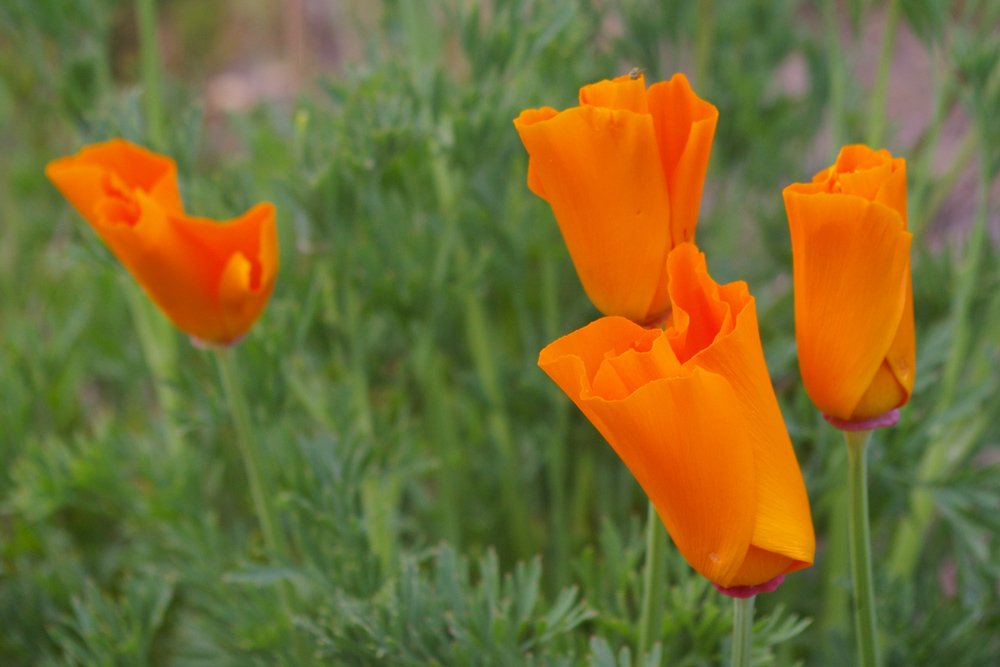 ParadisRetreats's tweet photo. California poppies and other wildflowers will be popping up all over Santa Barbara County as the start of a widespread super bloom during springtime.
#ParadiseRetreats #VisitSantaBarbara #SantaBarbaraSpring #SantaBarbara #SantaBarbaraFlowers #ExploreSantaBarbara https://t.co/U0KB5Oan3v