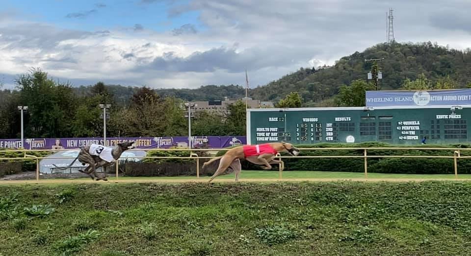 NGA Greyhound Assoc tweet media