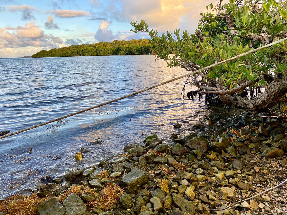 steveibis's tweet photo. Nature walk #antiguaandbarbuda🇦🇬 #inetmobile🇦🇬 #naturephotography #iphonephotography https://t.co/hRA8jMKgsv