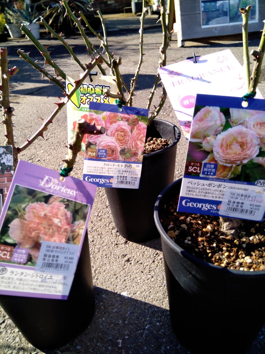 ワンダショ まとめ売り バラ売り可能 ワンダショ まとめ売り バラ売り⭕️ - メルカリ