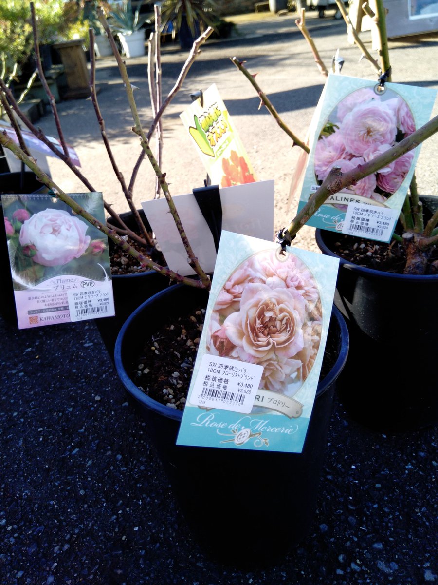 ガーデンセンター富里店】 バラの大苗は今が植え時！！ 春秋2度咲く