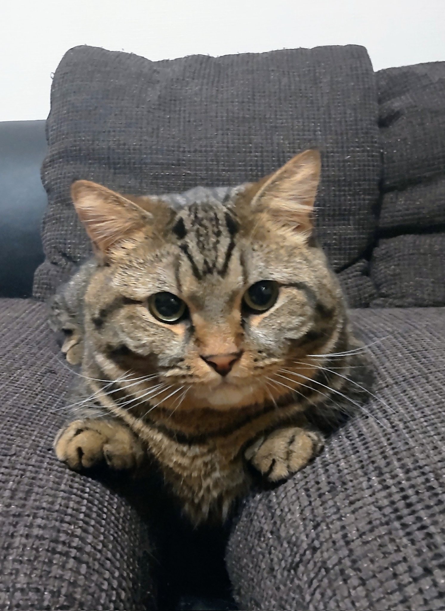 マンチカン兄弟 ミート マロン 証明写真的な真顔 マロン キジトラ 猫好きさんと繋がりたい マンチカン T Co Woiw0r9xg4 Twitter