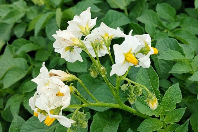 Krachitos tweet media