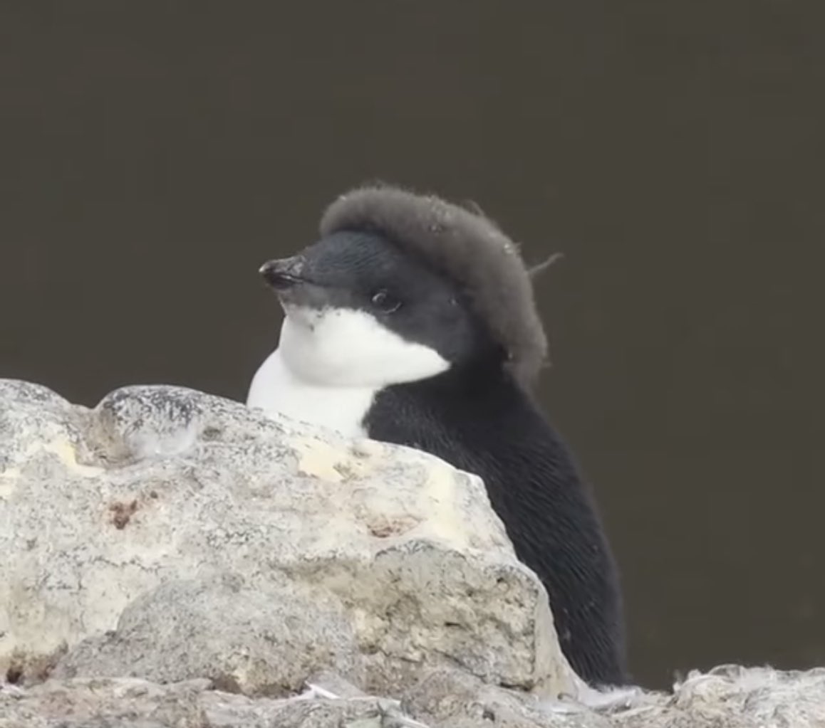 look at this bb penguin who is moltong but hasn't lost the bb feathers on his head. looks like a little beret 😭