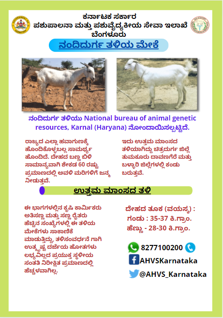 AHVS_Karnataka's tweet photo. National bureau of animal genetic resources, Karnal (Haryana) ನೊಂದಾಯಿಸಲ್ಪಟ್ಟ #ನಂದಿದುರ್ಗ ತಳಿಯ ವಿವರಗಳು. 

#Nandidurga #Sheepandgoatboard https://t.co/AhYJDMUWP2