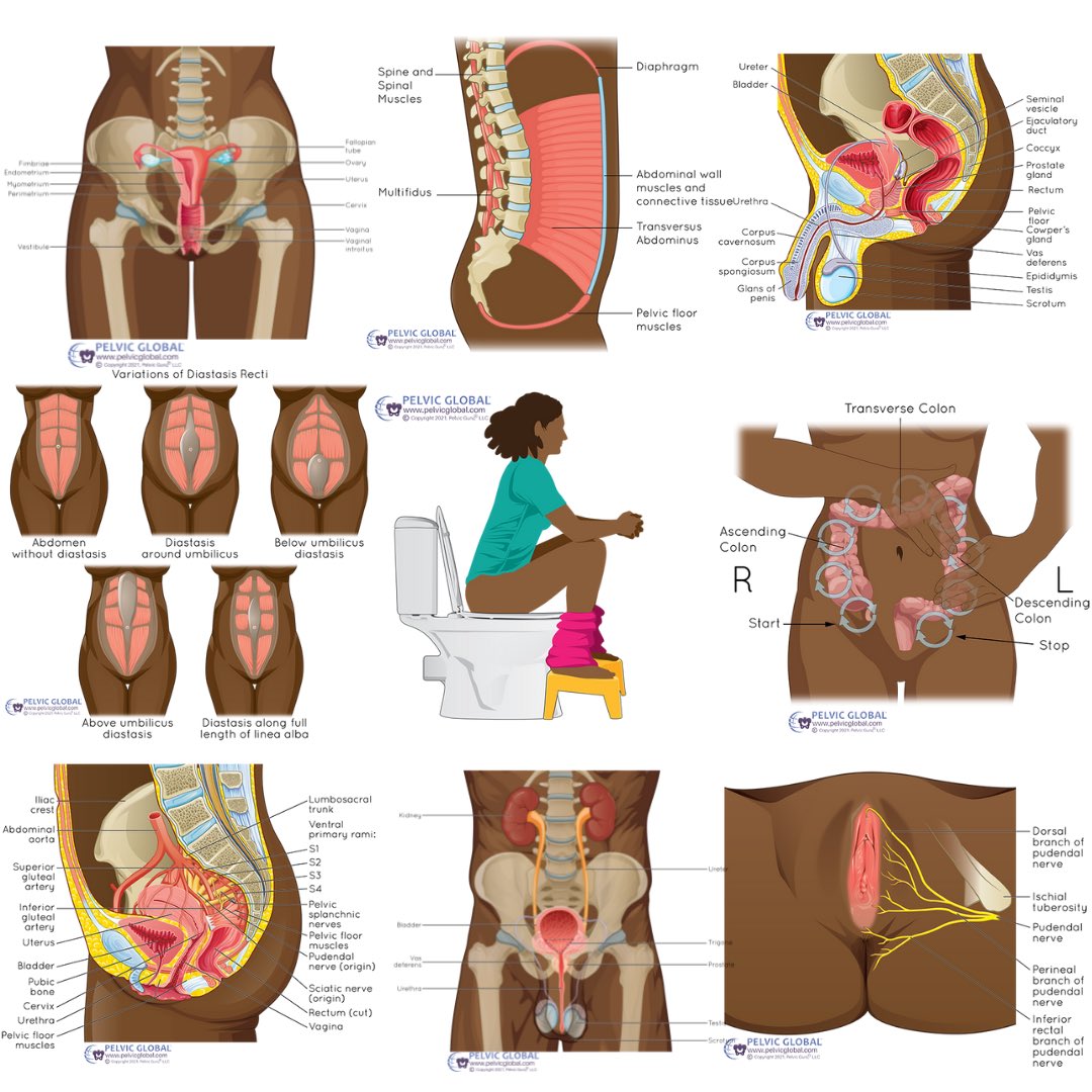 PelvicGuru1's tweet photo. So proud that we are adding skin color variations to our 120+ pelvic illustration library for our global pelvic health professional members to use across the world! This is so important. Truly appreciate our #GPHAM members and Pelvic Global creative team ❤️🎉🙏 https://t.co/H5nnjy7xOo