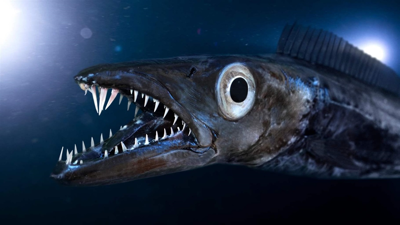 Deepseacru Rt Gabbysfishes Today S Fish Is The Black Scabbardfish Aphanopus Carbo These Deep Water Predators Support A European Fishery However Twitter