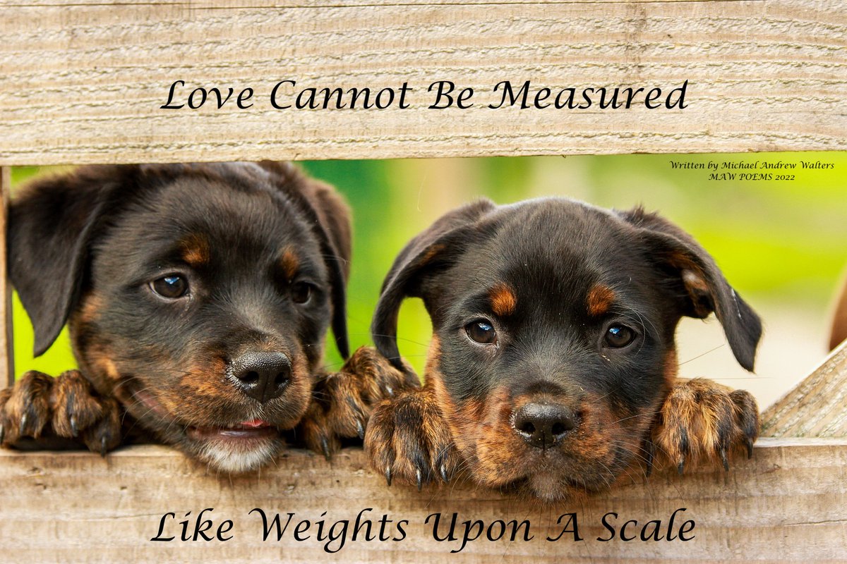 MawPoems's tweet photo. I love this quote and these two were too adorable to pass up!!!
Stay Safe - MAW!!!

@MawPoems #dogs #dogsoftwitter #dog #love #love https://t.co/00LLC7tdMz
