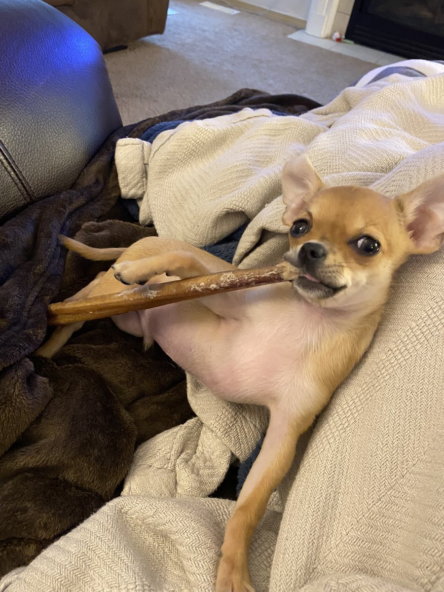 ReneeEilene's tweet photo. He gives a great side eye. 😂👀 https://t.co/BCc3Yg88ds