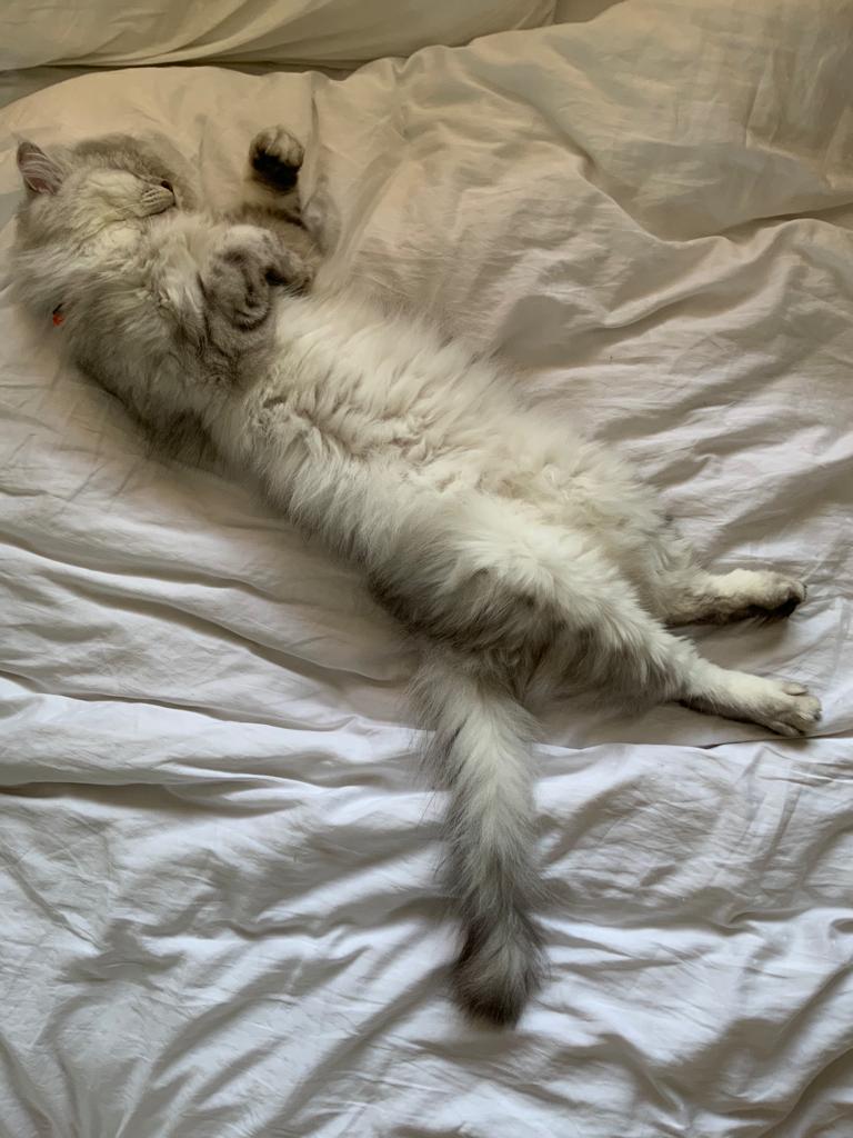 Silver_Puss's tweet photo. @TreasuryMog Sorry I was late for #GladdersYoga. I've been stuck in a general all-purpose stretchy pose all evening. Meditating, not sleeping, honest. 😸 https://t.co/kJWoDp1Yzh