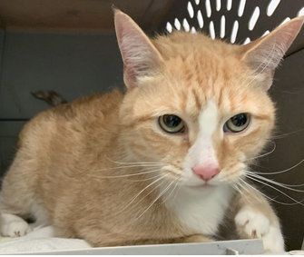 NYCDEATHROWCATS's tweet photo. Friendly and respectful FURBALL will be your new best friend.
Furball is a 7-8 year old male, neutered domestic short haired cat. The client has had Furball since birth. They can no longer care for Furball because of allergies in the home.
https://t.co/psEM3eC0Vj https://t.co/TaN5IsclWp
