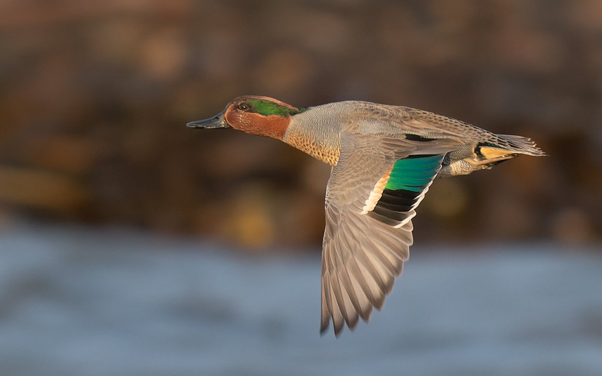 RohitMor_1's tweet photo. Green-winged (American) Teal, a long way from home #isleofman #manxmannin #NaturePhotography https://t.co/0IPCN3Nx2c