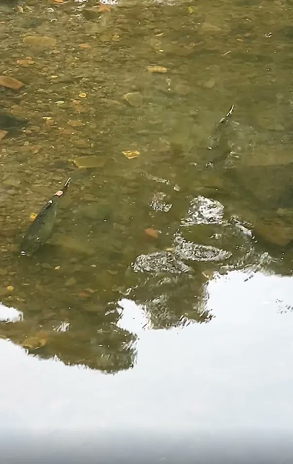 Salmon in Oakland? Yes, a pair of upstream migrating Chinook salmon were recently observed on Glen Echo Creek adjacent to the Veterans’ Memorial Building near Lake Merritt.