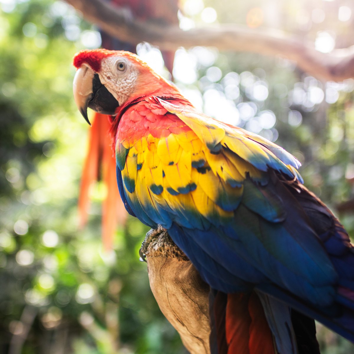 secretcentralam's tweet photo. This beautiful creature is the National Bird of Honduras...can you name it? ๐ฆ
#explorehonduras #visitcentralamerica #visitcentroamerica #travelplanning #travelgoals #vacation2021 #travel2021 #tlpicks https://t.co/GbfBkGUsg5