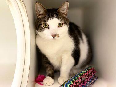NYCDEATHROWCATS's tweet photo. Peppers was brought in as a stray. He is 5 years old and already neutered. This handsome boy needs a new furever home. He is quiet and allows handling. Peppers will need follow up dental. Come meet him at MACC. https://t.co/g5QJOuO5c8 https://t.co/QWJ47nXPW1