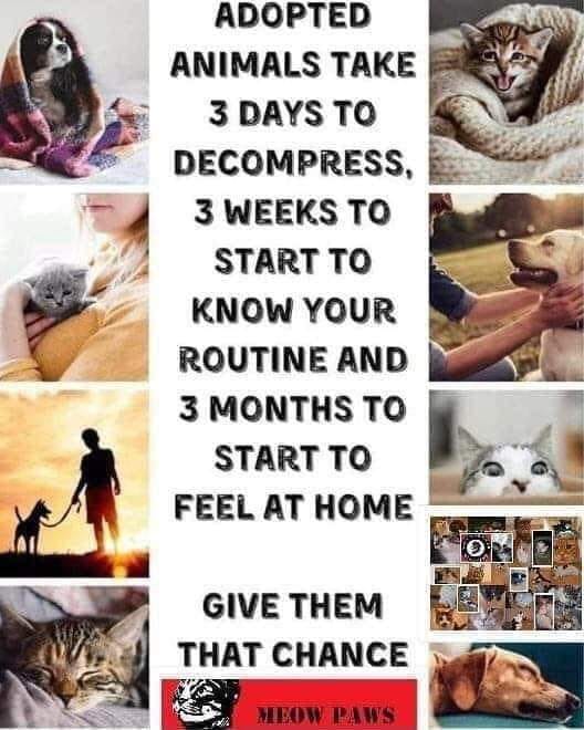 NYCDEATHROWCATS's tweet photo. https://t.co/IMmpWvi9Gj