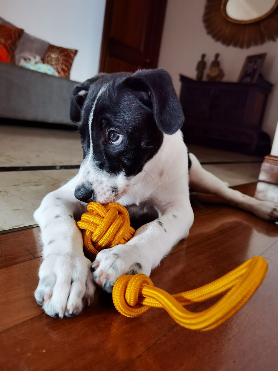PEPINCOL's tweet photo. Nuestra hermosa Trufa con KNOTOY PEPIN talla S https://t.co/4aJVhdBxLw