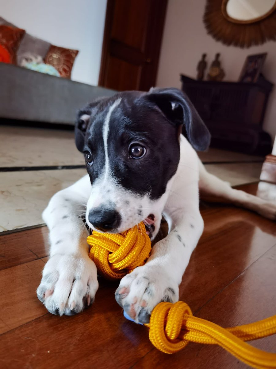 PEPINCOL's tweet photo. Nuestra hermosa Trufa con KNOTOY PEPIN talla S https://t.co/4aJVhdBxLw