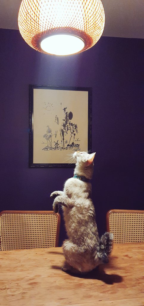 raquelserrano's tweet photo. Caçadora de insetos #bellathecat https://t.co/K7K4RdHD7Q