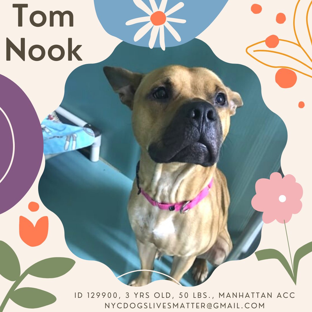 NMBewitched's tweet photo. 💔Tom Nook
#NYCACC #129900 3y
▪️To Be Killed: 1/13
🚨Low #Pledges
No Love for Our Tommy😰😱
As cute as a button w adorable blk muzzle +big brown eyes. Soft, sweet, playful. Loves ppl+once secure, wiggles over 4 love!
Only🐶
https://t.co/oId8dA28W9
Pls #pledge 4 #ResQ https://t.co/XODx5uC8Cz