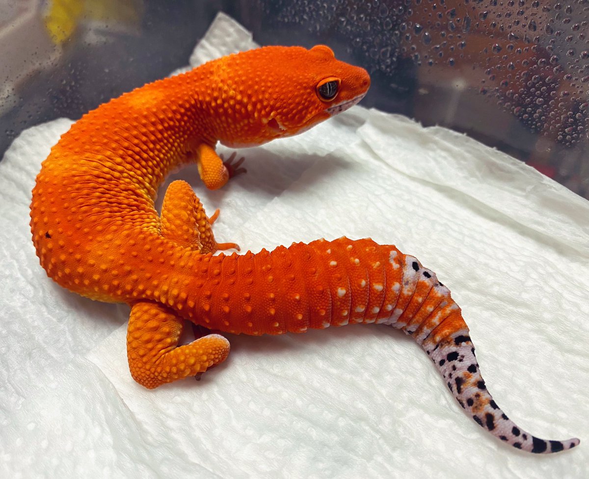 HighREP008's tweet image. Blood  Mandarin🍊