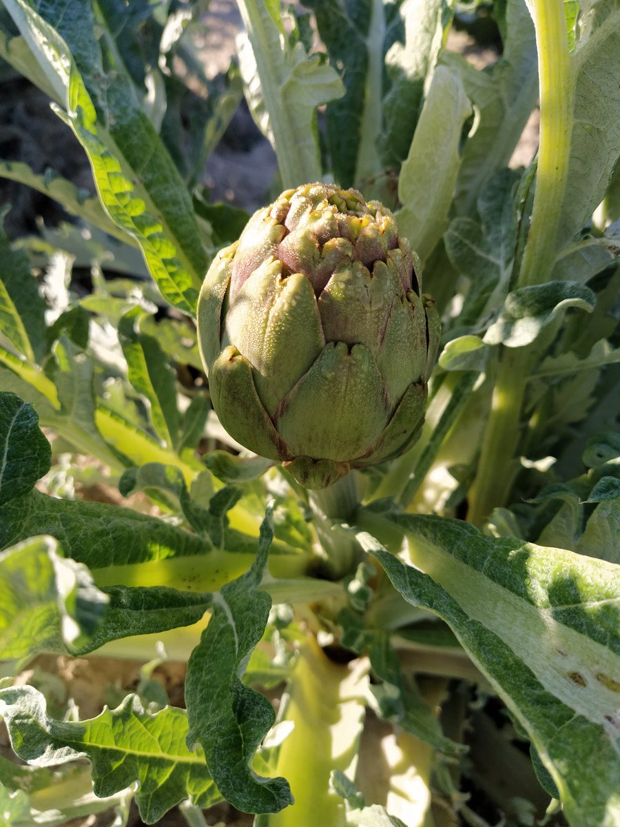 granalife's tweet photo. #nuevatemporada Comenzamos!!!@granalife 
#alcachofadelavegabaja #reinadelavegabaja #limon #patataspunta #delahuertaalaboca https://t.co/RJzJUcLnIF