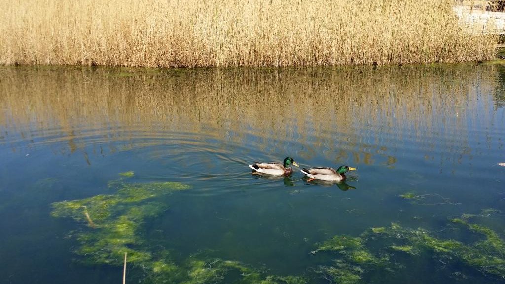 Alicante_City's tweet photo. ¿Sabias que el abastecimiento y el control del ⛲️#agua en la ciudad de #Alicante ha supuesto un gran reto históricamente?
Uno de los mejores ejemplos de ello es el #Parqueinundable #LaMarjal, en la playa de San Juan. https://t.co/zXchQpuClK